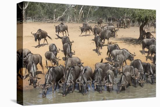 Common (Blue) Wildebeest (Gnu) (Connochaetes Taurinus), Mkhuze Game Reserve, Kwazulu-Natal, Africa-Ann & Steve Toon-Premier Image Canvas