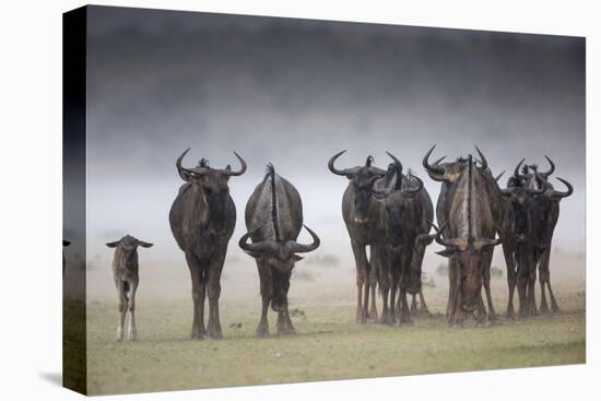 Common (Blue) Wildebeest (Gnu), in Rainstorm, Kgalagadi Transfrontier Park-Ann & Steve Toon-Premier Image Canvas