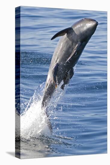 Common Bottlenose Dolphin (Tursiops Truncatus) Breaching with Two Suckerfish - Remora Attached-Mark Carwardine-Premier Image Canvas