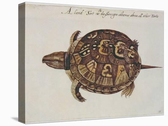 Common Box Tortoise-John White-Premier Image Canvas