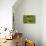 Common brimstone butterfly flying, Germany-Konrad Wothe-Premier Image Canvas displayed on a wall