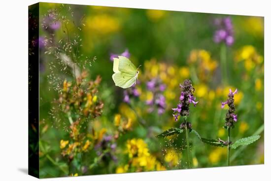 Common brimstone butterfly flying, Germany-Konrad Wothe-Premier Image Canvas
