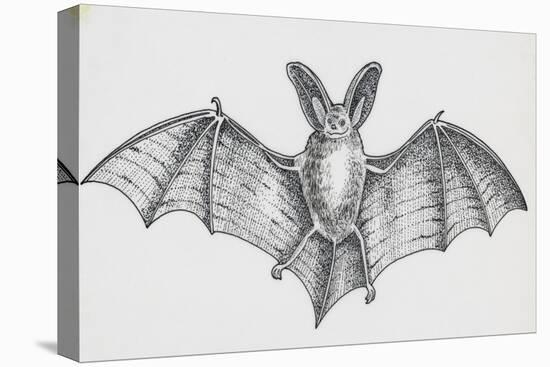 Common Brown Long-Eared Bat (Plecotus Auritus), Chiroptera-null-Premier Image Canvas