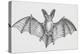 Common Brown Long-Eared Bat (Plecotus Auritus), Chiroptera-null-Premier Image Canvas