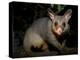 Common Brushtail Possum, (Trichosurus Vulpecula), Pebbly Beach, New South Wales, Australia-Thorsten Milse-Premier Image Canvas