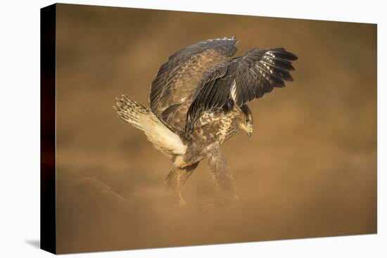 Common buzzard (Buteo buteo), flapping wings on the ground, United Kingdom, Europe-Kyle Moore-Premier Image Canvas