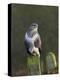 Common Buzzard (Buteo Buteo) Perched on a Gate Post, Cheshire, England, UK, December-Richard Steel-Premier Image Canvas