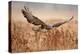 Common Buzzard-Milan Zygmunt-Premier Image Canvas