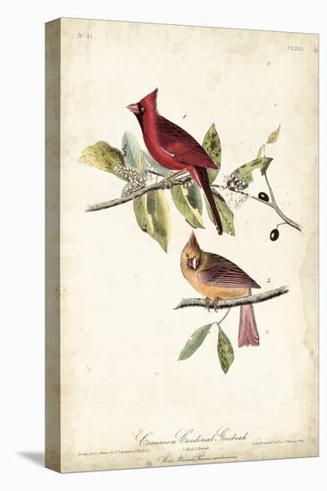 Common Cardinal Grosbeak-John James Audubon-Stretched Canvas
