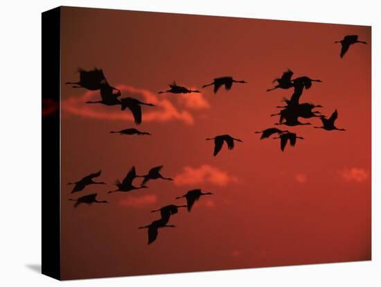 Common Crane, Flock Flying, Silhouettes at Sunset, Pusztaszer, Hungary-Bence Mate-Premier Image Canvas