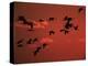 Common Crane, Flock Flying, Silhouettes at Sunset, Pusztaszer, Hungary-Bence Mate-Premier Image Canvas