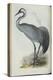 Common Crane, from 'The Birds of Europe' by John Gould, 1837 (Colour Litho)-Edward Lear-Premier Image Canvas