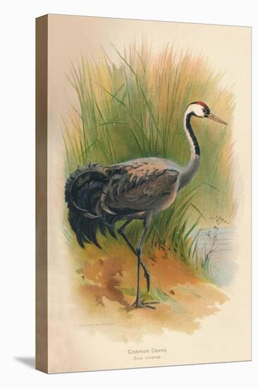 Common Crane (Grus cinerea), 1900, (1900)-Charles Whymper-Premier Image Canvas