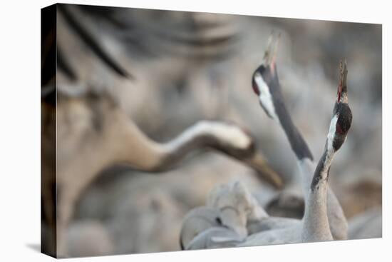 Common Cranes (Grus Grus) Displaying, Hula Valley, Northern Israel, January-Danny Green-Premier Image Canvas