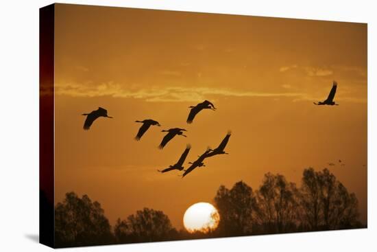 Common Cranes (Grus Grus) in Flight at Sunrise, Brandenburg, Germany, October 2008-Möllers-Premier Image Canvas