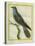 Common Cuckoo-Georges-Louis Buffon-Premier Image Canvas