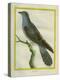 Common Cuckoo-Georges-Louis Buffon-Premier Image Canvas