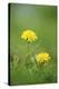 common dandelion, Taraxacum sect. Ruderalia, blossom, close-up-David & Micha Sheldon-Stretched Canvas