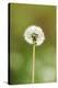 common dandelion, Taraxacum sect. Ruderalia, blossom, faded, close-up-David & Micha Sheldon-Premier Image Canvas