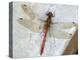 Common Darter Dragonfly Cornwall, UK-Ross Hoddinott-Premier Image Canvas