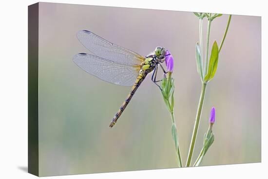 Common Darter Dragonfly Resting on Common Centaury-null-Premier Image Canvas