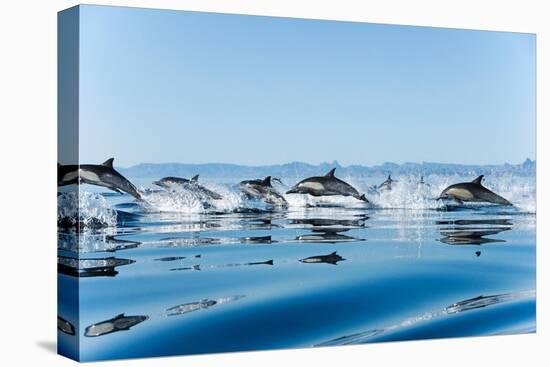 Common dolphin (delphinus delphis) Gulf of California Mexico.-Christopher Swann-Premier Image Canvas