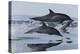 Common Dolphins.  Baja, Mexico-Christopher Swann-Premier Image Canvas