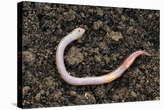 Common Earthworm-Colin Varndell-Premier Image Canvas