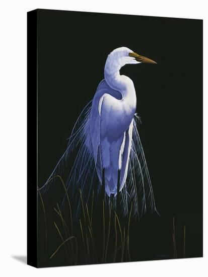 Common Egret in Breeding Plumage-Michael Budden-Premier Image Canvas