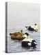 Common Eider-Harro Maass-Premier Image Canvas