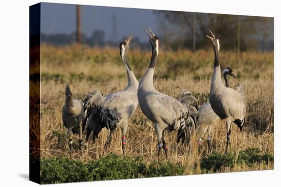 Common - Eurasian Cranes (Grus Grus) Juveniles Calling in Barley Stubble Field at Dawn,Somerset, UK-Nick Upton-Premier Image Canvas