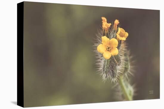 Common Fiddleneck-Nathan Larson-Premier Image Canvas