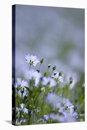 Common Flax (Linum Usitatissimum)-Adrian Bicker-Premier Image Canvas