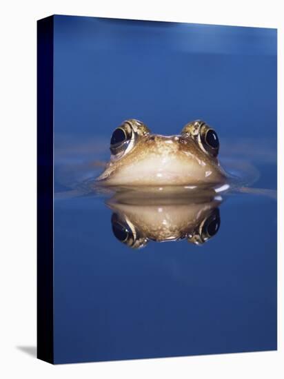 Common Frog (Rana Temporaria) Wiping Eye with Nictating Membrane-Jane Burton-Premier Image Canvas