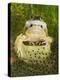 Common Frogs Pair in Amplexus Among Frogspawn, UK-Andy Sands-Premier Image Canvas