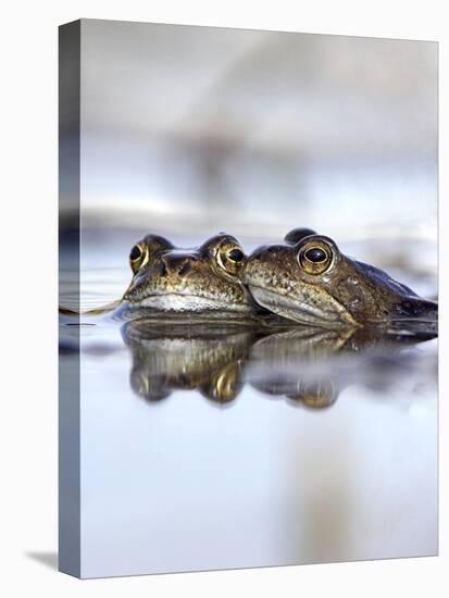 Common Frogs Spawning-Duncan Shaw-Premier Image Canvas