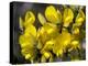 Common Gorse (Ulex Europaeus)-Adrian Bicker-Premier Image Canvas