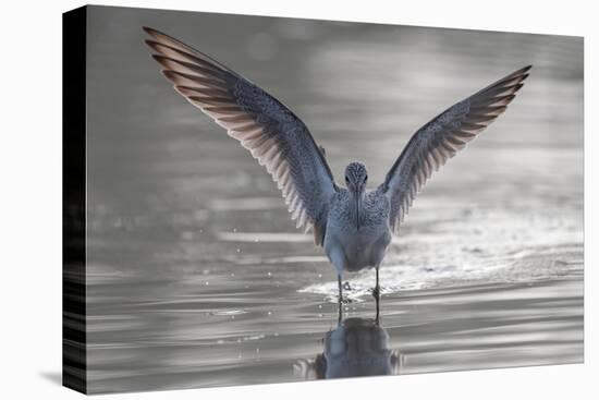 Common greenshank wading in river, The Gambia-Bernard Castelein-Premier Image Canvas