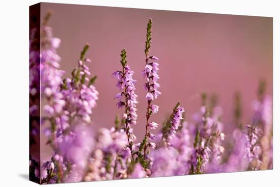 Common heather in flower, Dorset, UK-Ross Hoddinott / 2020VISION-Premier Image Canvas