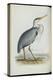 Common Heron, from 'The Birds of Europe' by John Gould, 1837 (Colour Litho)-Edward Lear-Premier Image Canvas