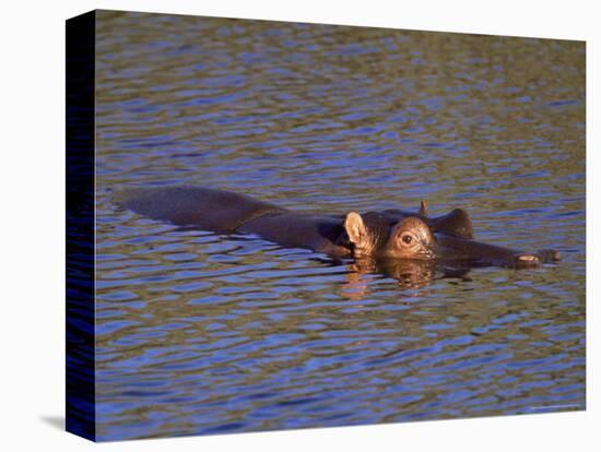 Common Hippopotamus (Hippopotamus Amphibius), Kruger National Park, South Africa, Africa-Steve & Ann Toon-Premier Image Canvas