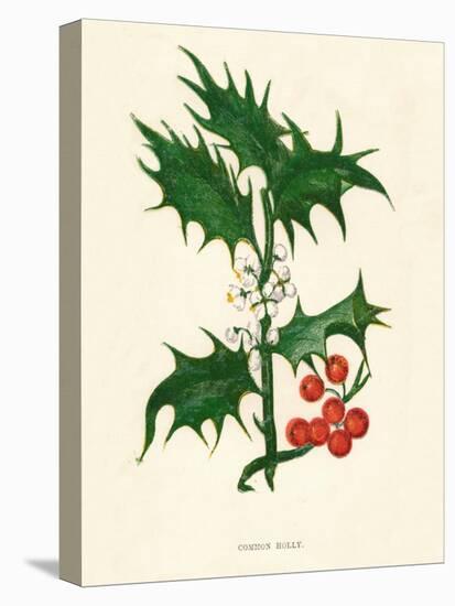 'Common Holly', c1891, (1891)-Anne Pratt-Premier Image Canvas