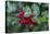 Common holly-Lisa Engelbrecht-Premier Image Canvas