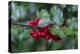 Common holly-Lisa Engelbrecht-Premier Image Canvas