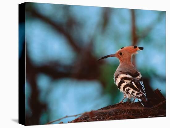 Common Hoopoe in Bandhavgarh National Park, India-Dee Ann Pederson-Premier Image Canvas