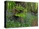 Common hornbeam trees with bluebells in undergrowth, UK-Andy Sands-Premier Image Canvas