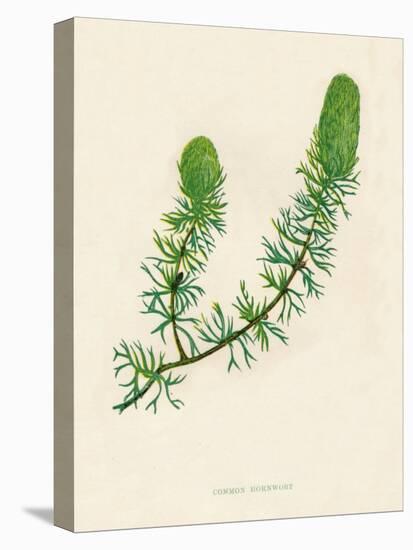 'Common Hornwort', c1891, (1891)-Anne Pratt-Premier Image Canvas