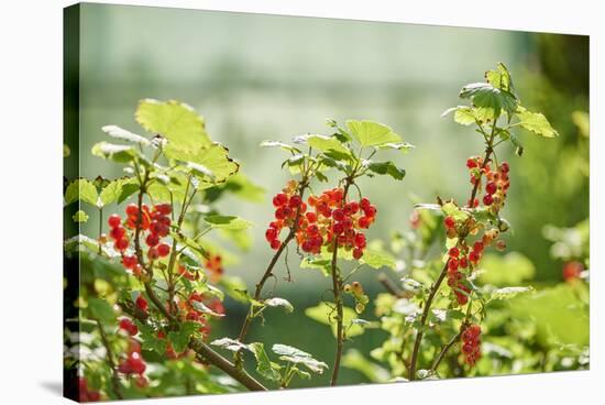 common horsetail or red currant (Ribes rubrum), Germany, Europe-David & Micha Sheldon-Stretched Canvas