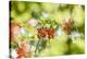 common horsetail or red currant (Ribes rubrum), Germany, Europe-David & Micha Sheldon-Premier Image Canvas