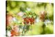 common horsetail or red currant (Ribes rubrum), Germany, Europe-David & Micha Sheldon-Stretched Canvas